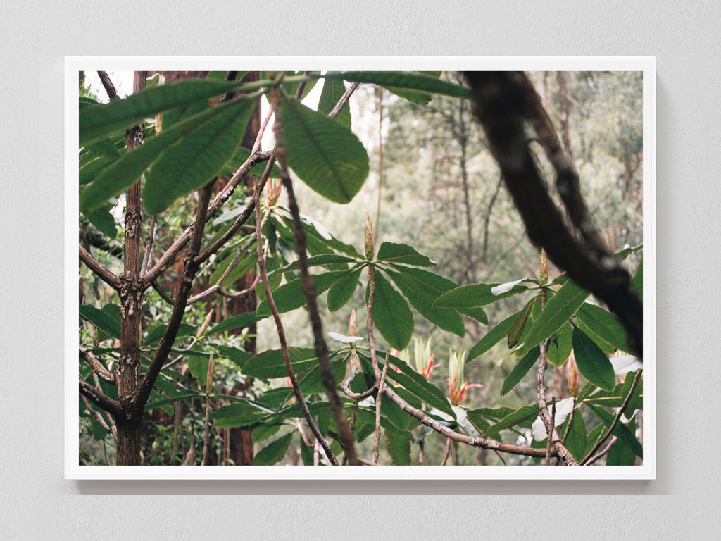 Canopy