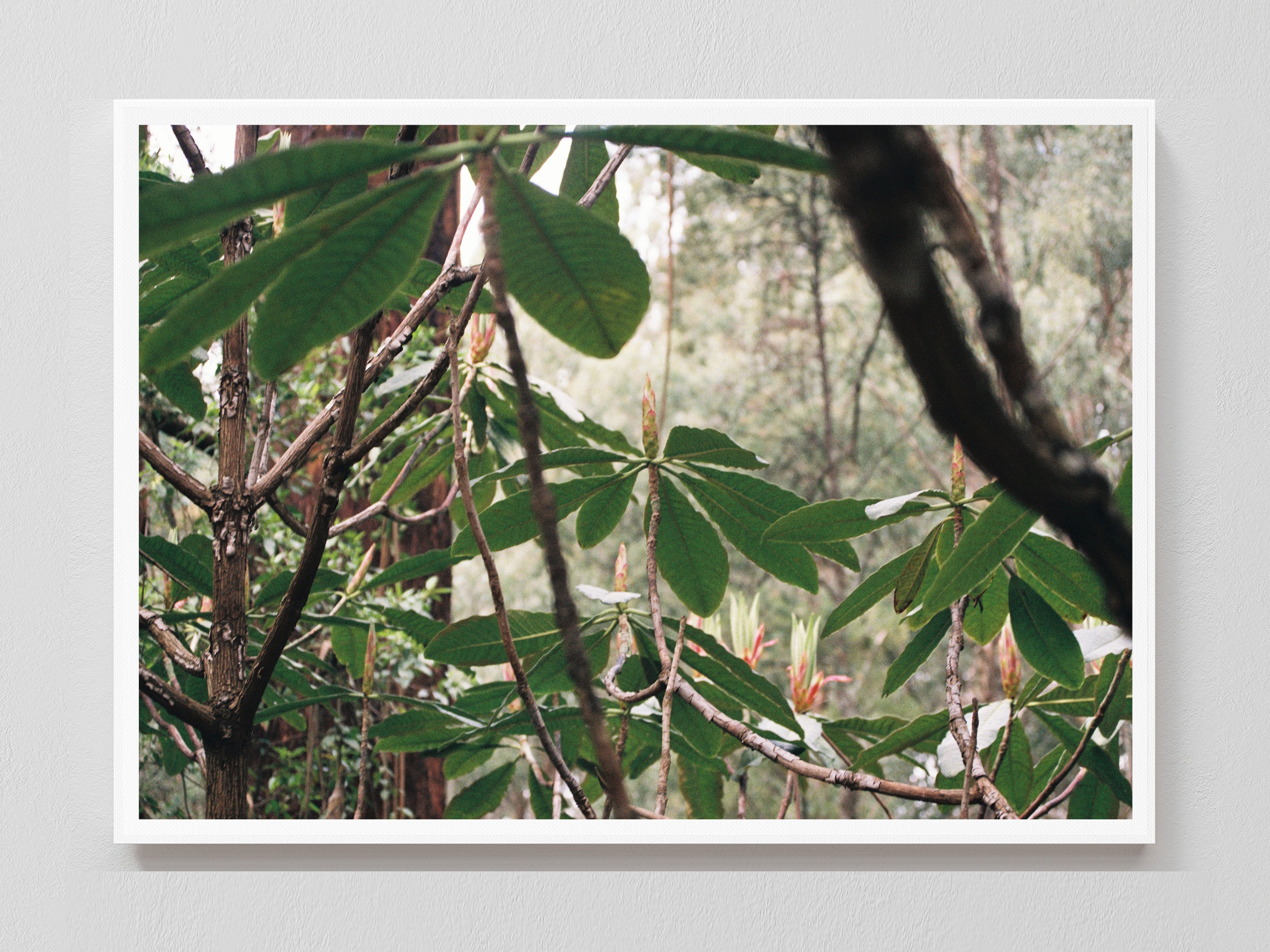 Canopy