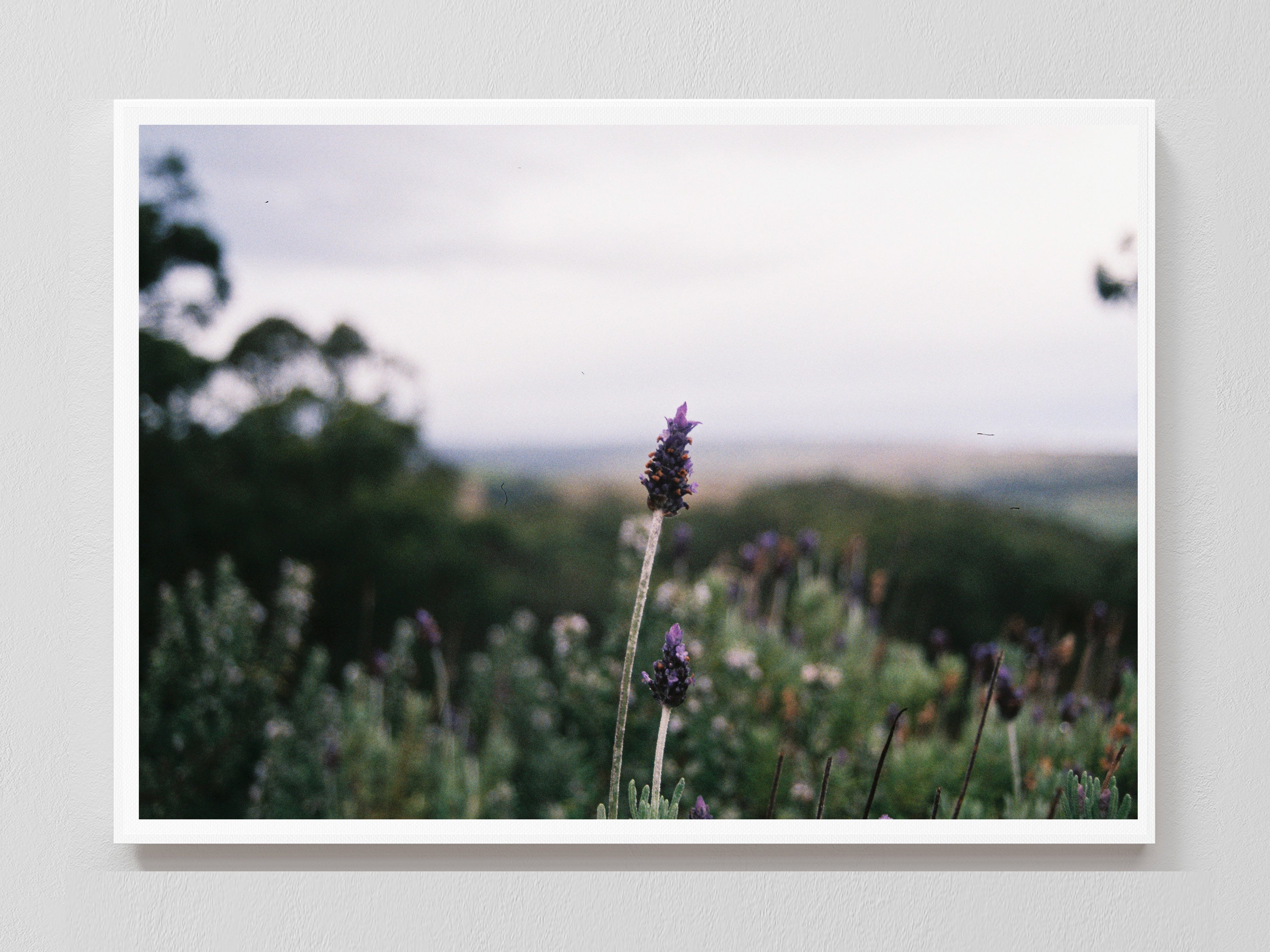 Lavender