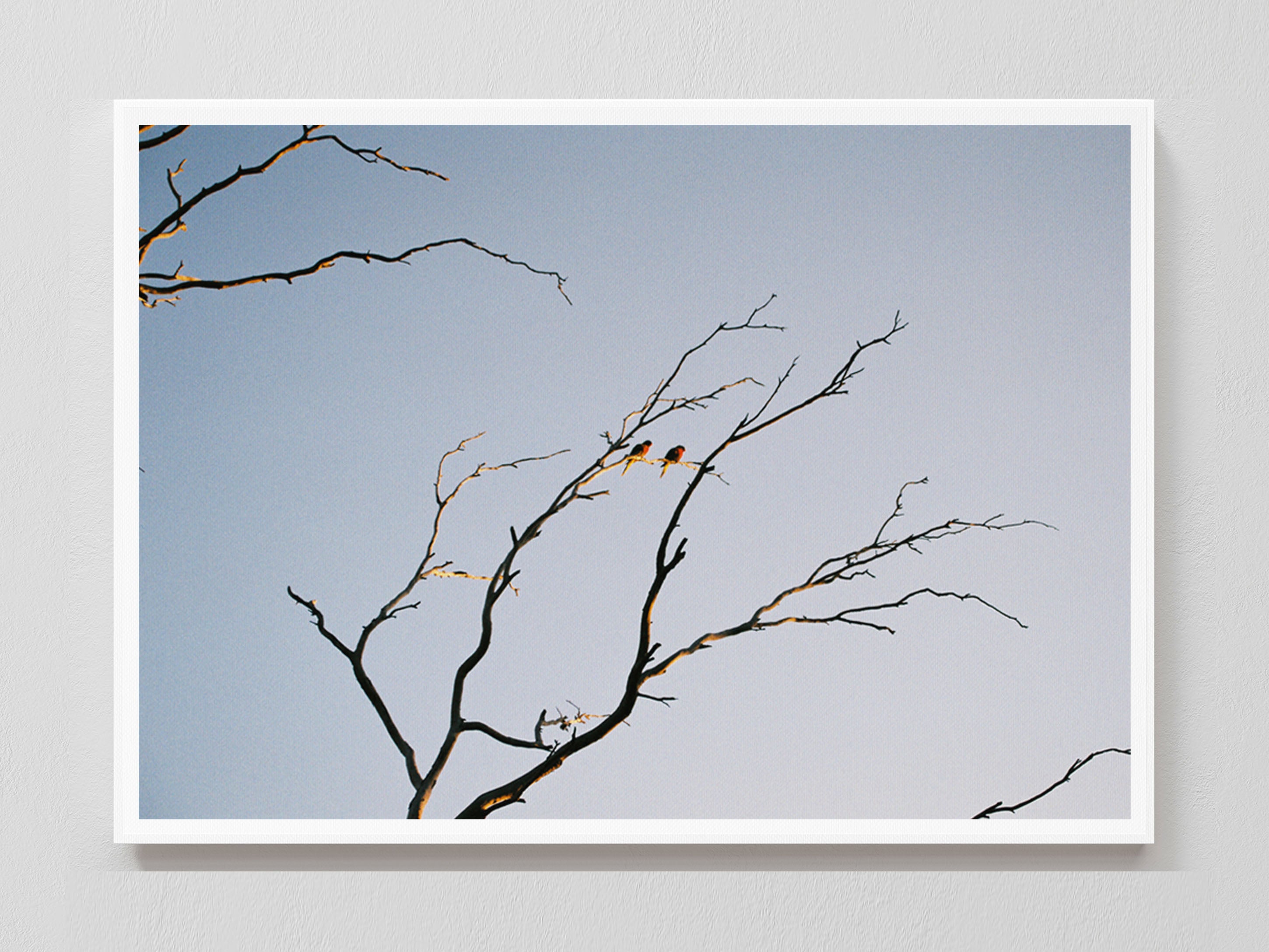 Lovers of the Sky