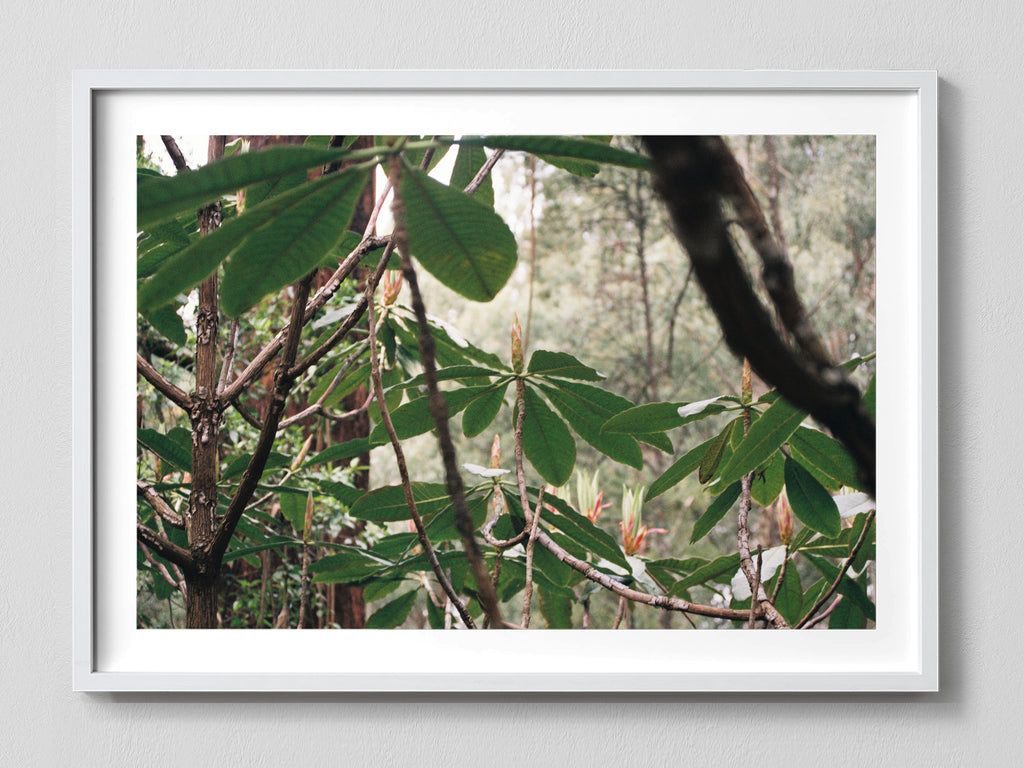 Canopy