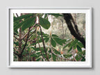 Canopy