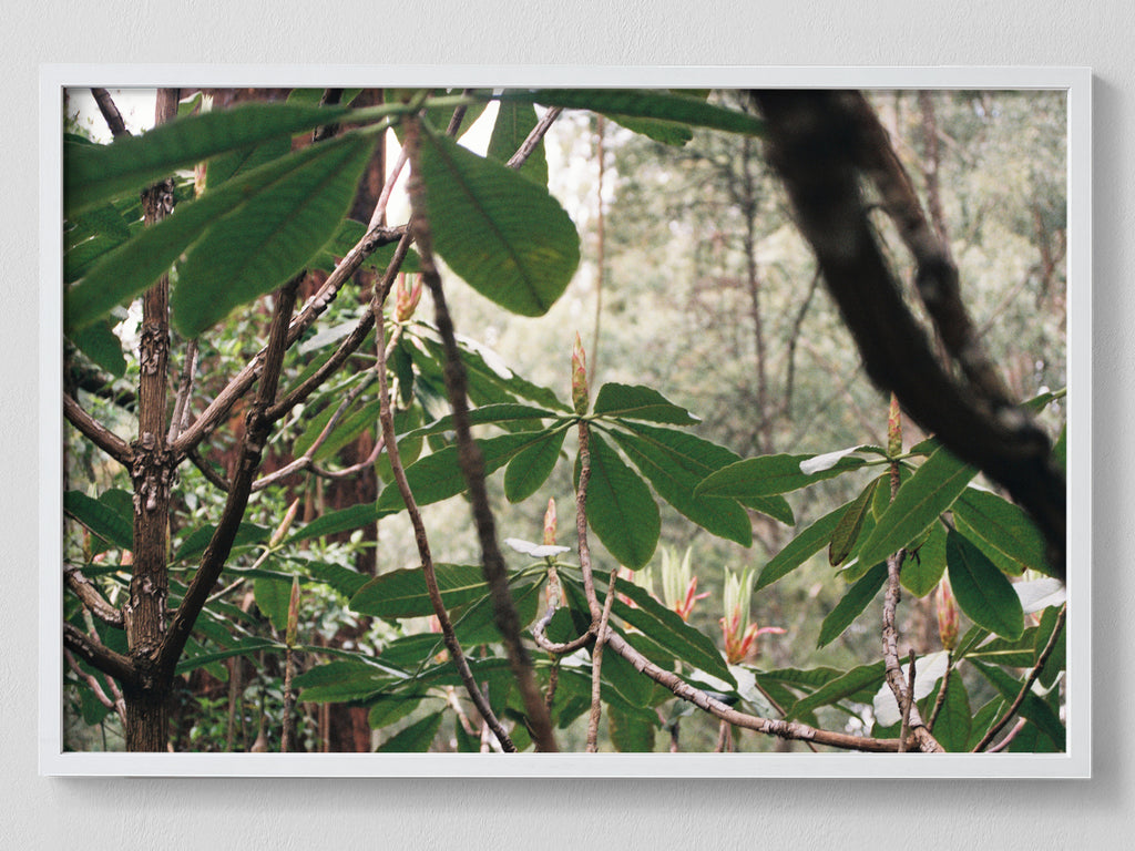 Canopy