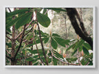 Canopy
