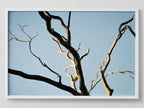 Intertwined