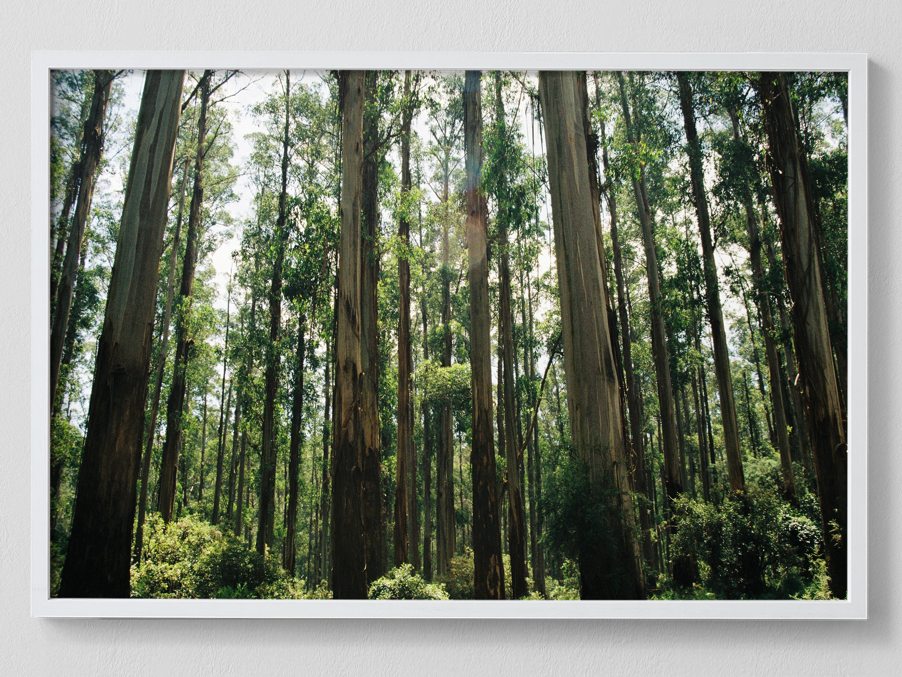 Eucalyptus Forest