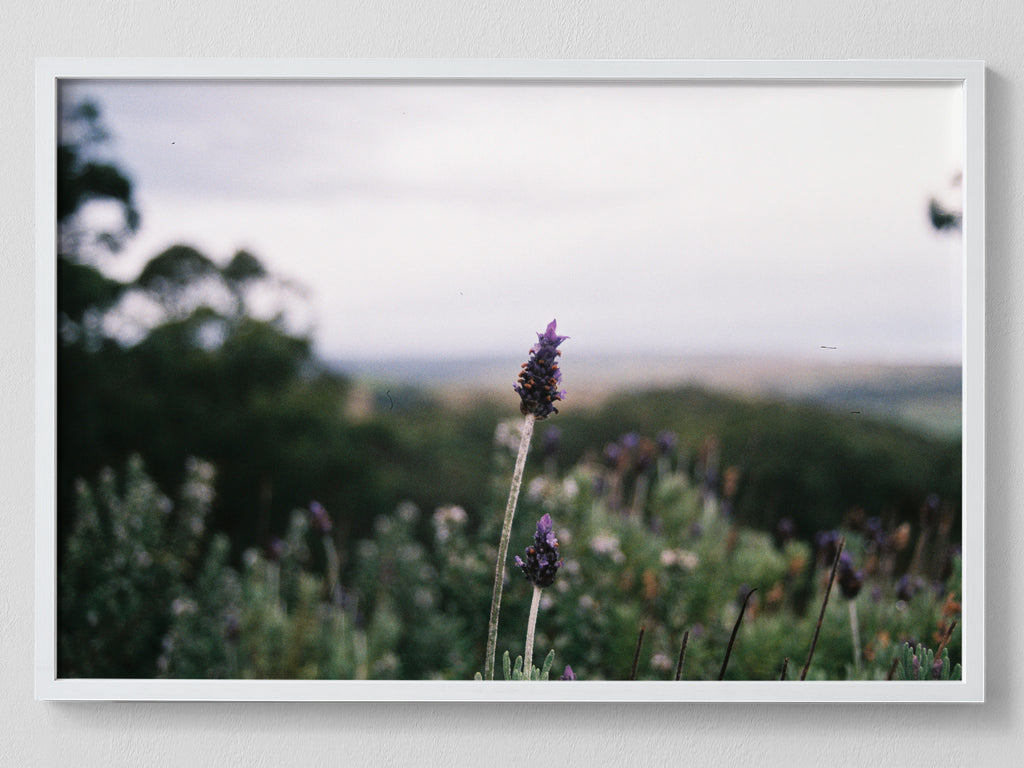Lavender