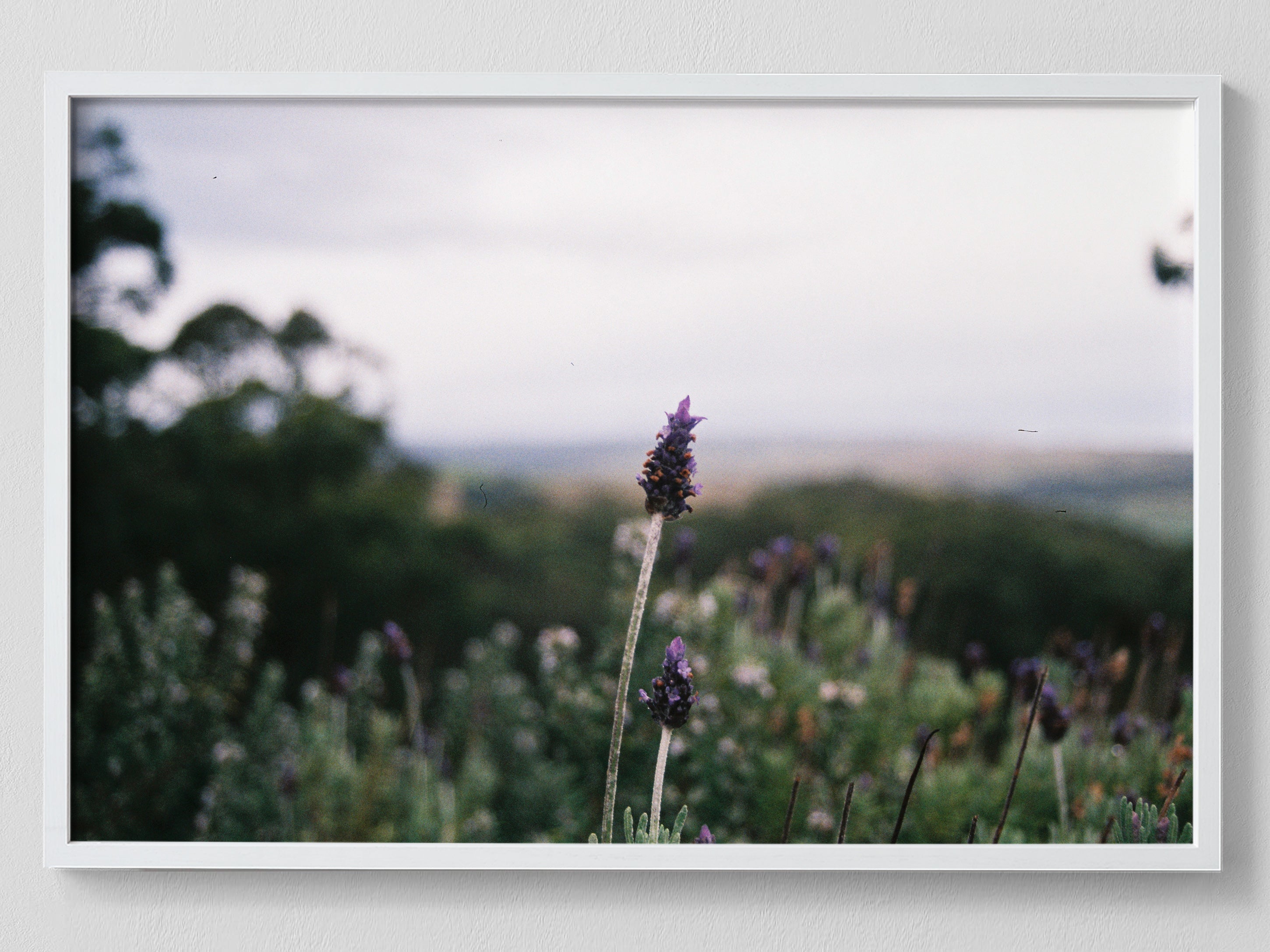 Lavender