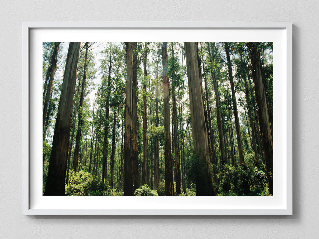 Eucalyptus Forest