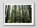 Eucalyptus Forest