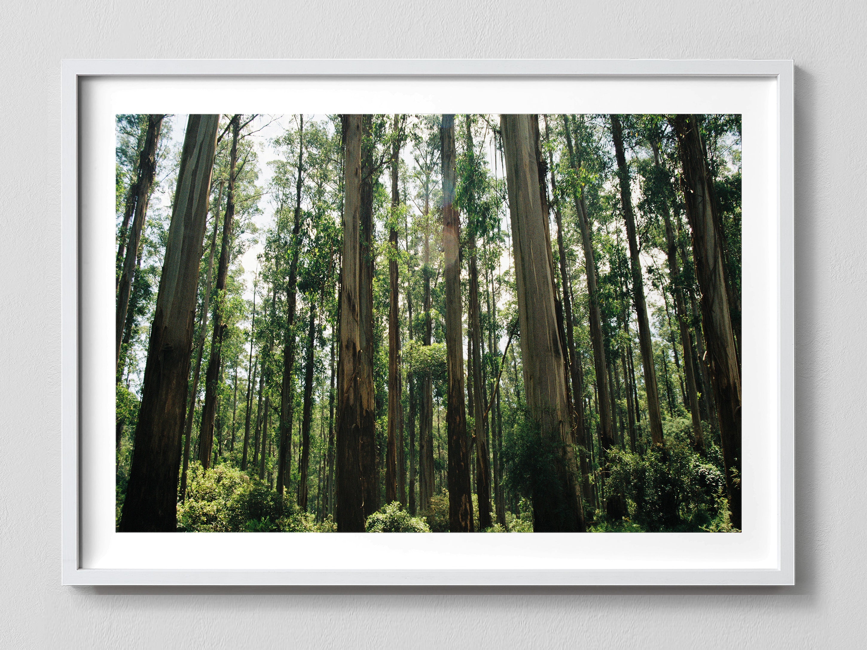 Eucalyptus Forest