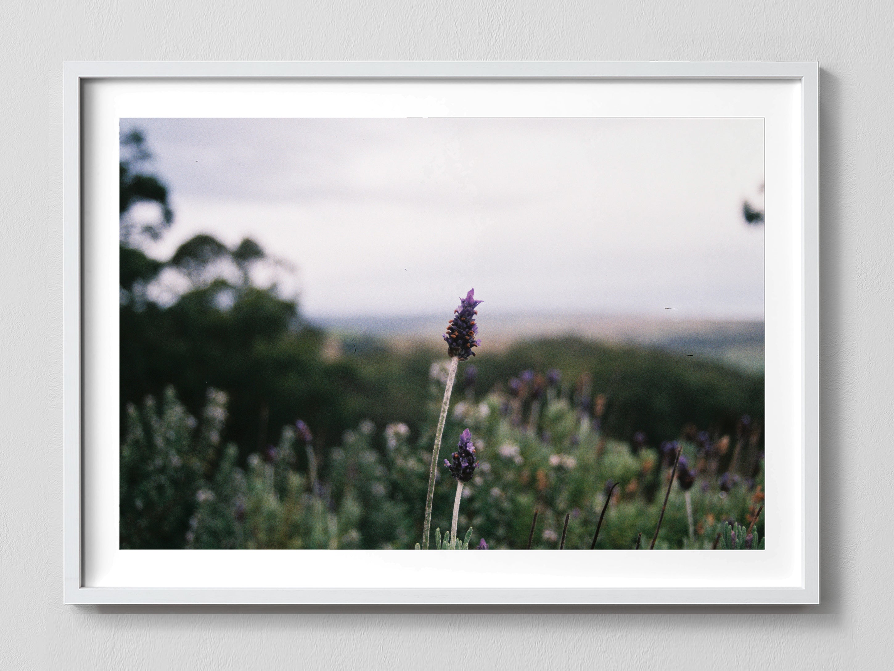 Lavender