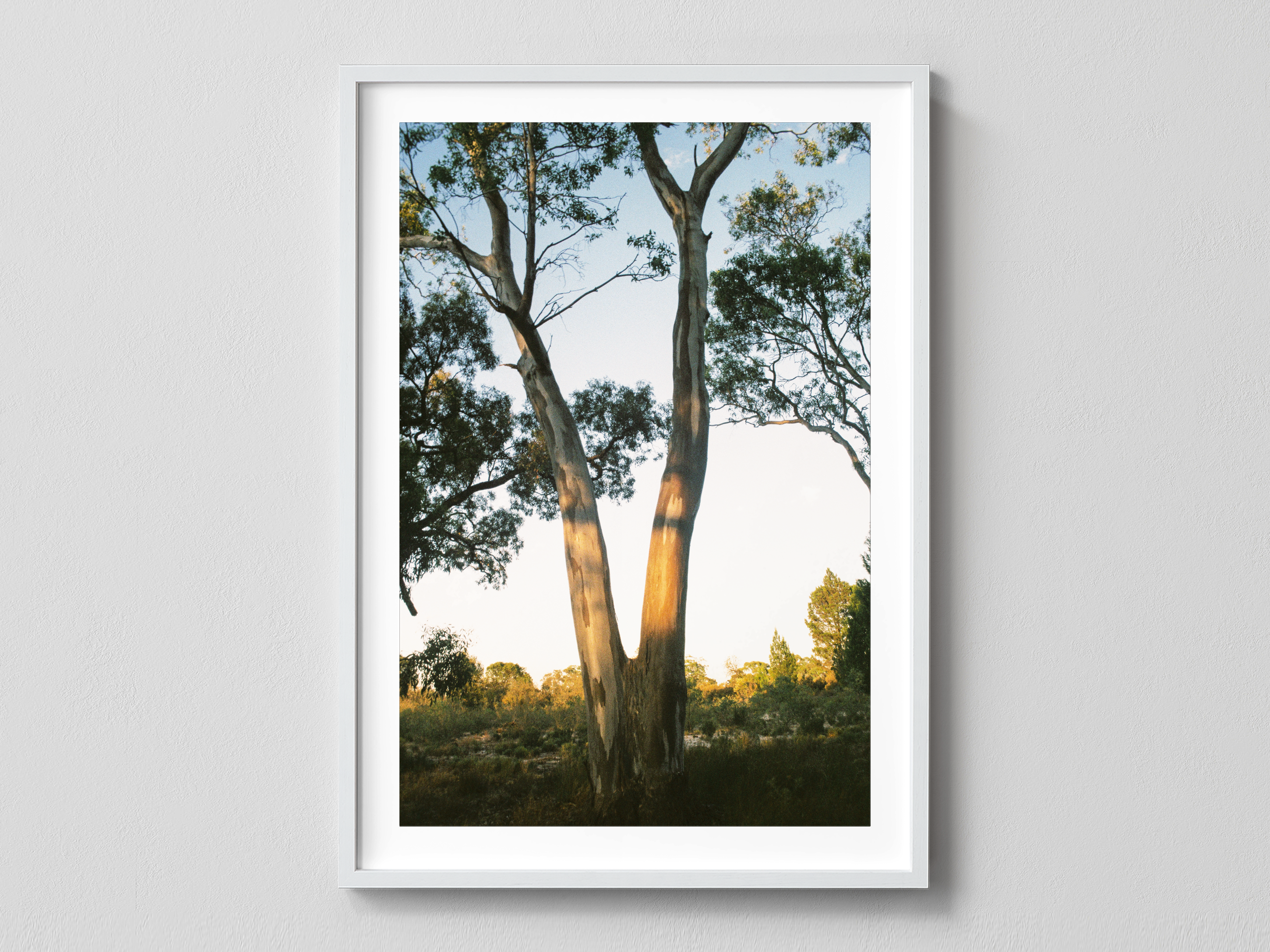 Yellow Gum