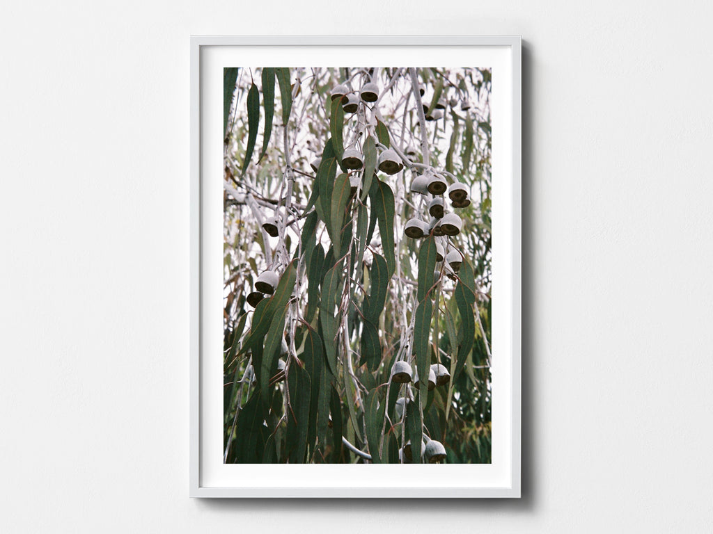Hanging Gums