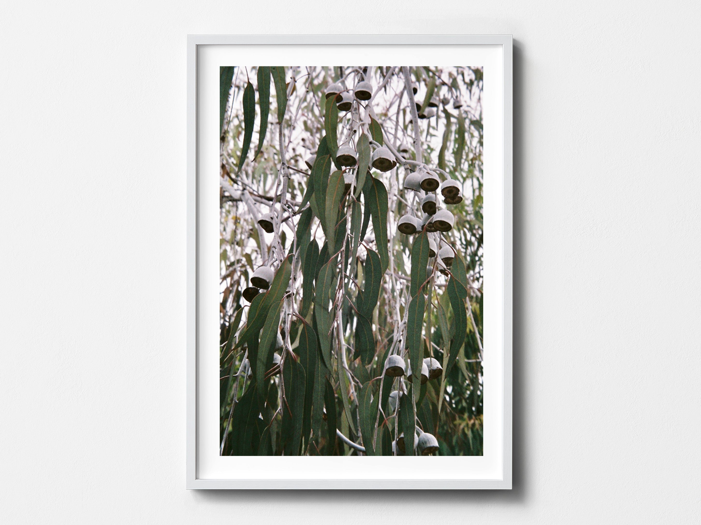Hanging Gums