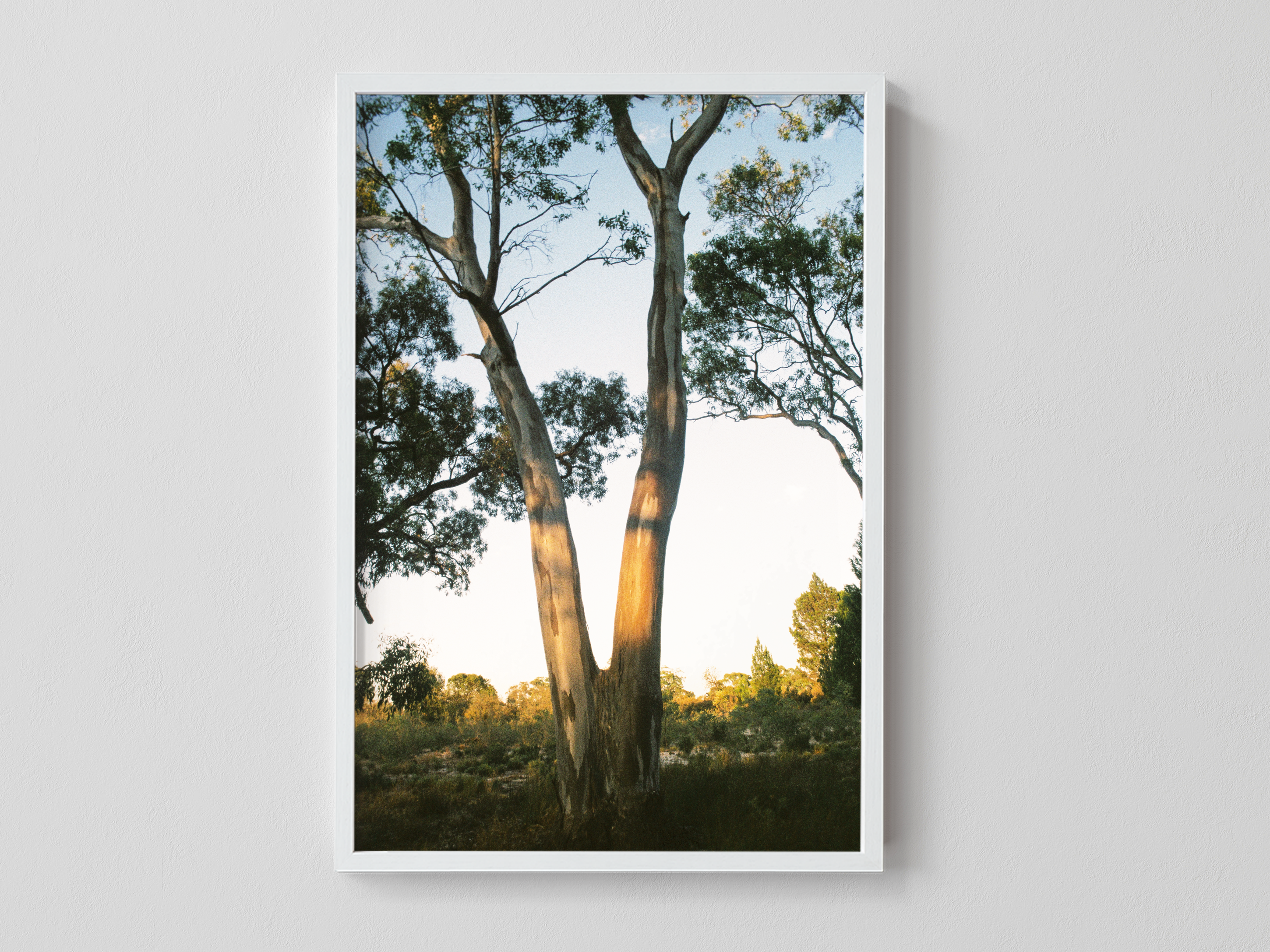 Yellow Gum