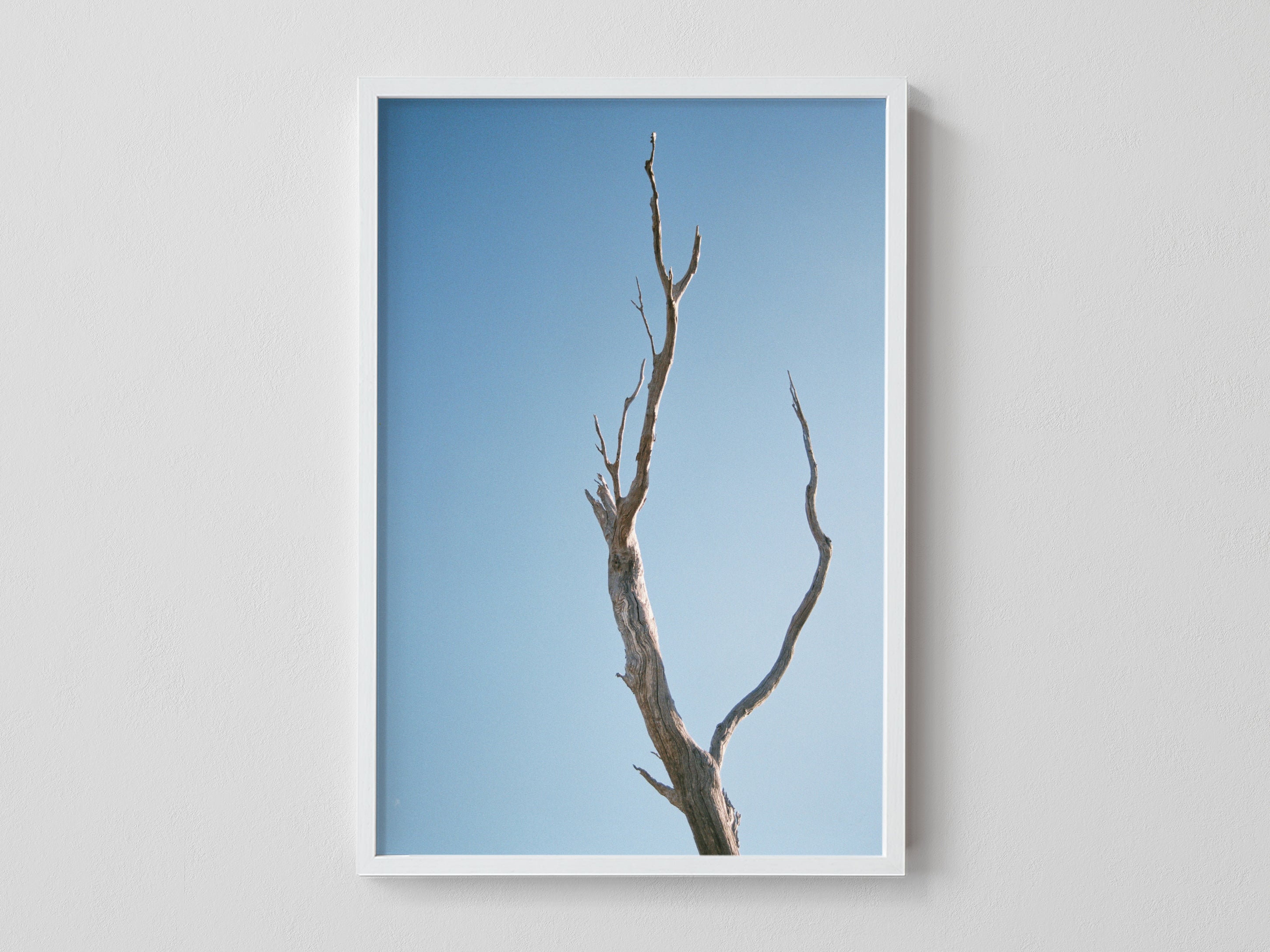 Leafless