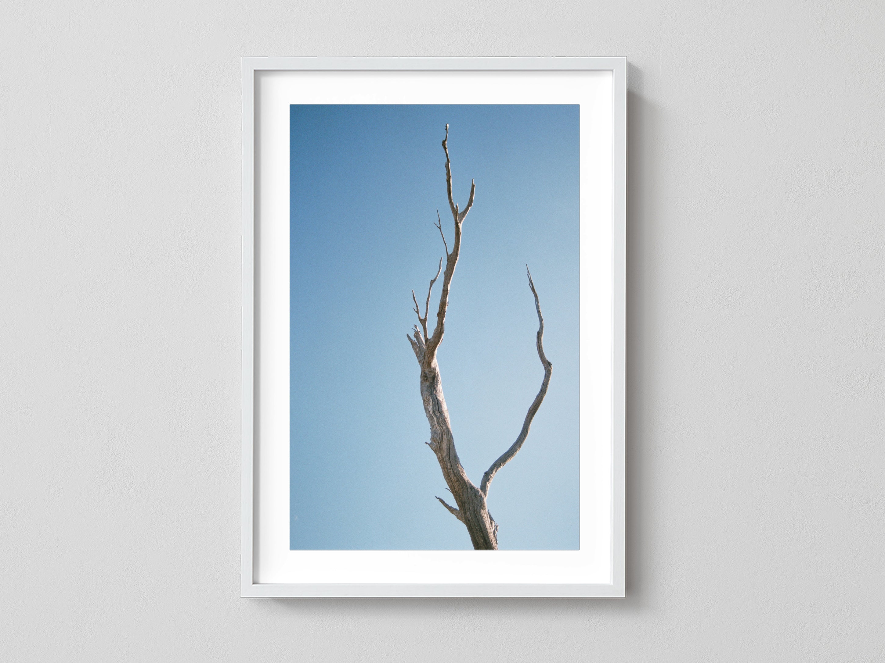Leafless