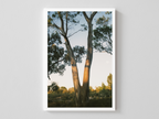 Yellow Gum